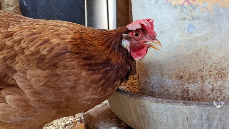 Highly pathogenic avian influenza detected in Boone County